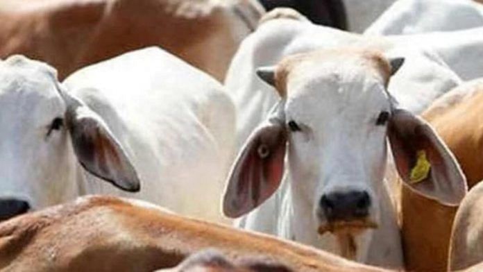 Representational photo of cows in a shed | PTI