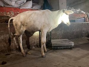 An injured calf in one of the shelters of the Gau Sadan | Shikha Salaria | ThePrint