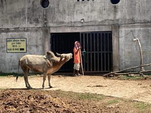  An ox lowing outside one of the cow shelters of Madhwaliya Gau Sadan | Shikha Salaria | ThePrint