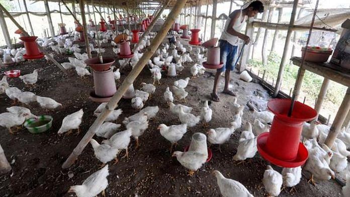 File photo of a small poultry farm | PTI