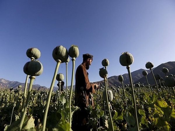 Drug smuggler arrested, 70 Kg poppy seized from Afghanistan's Badakhshan province 