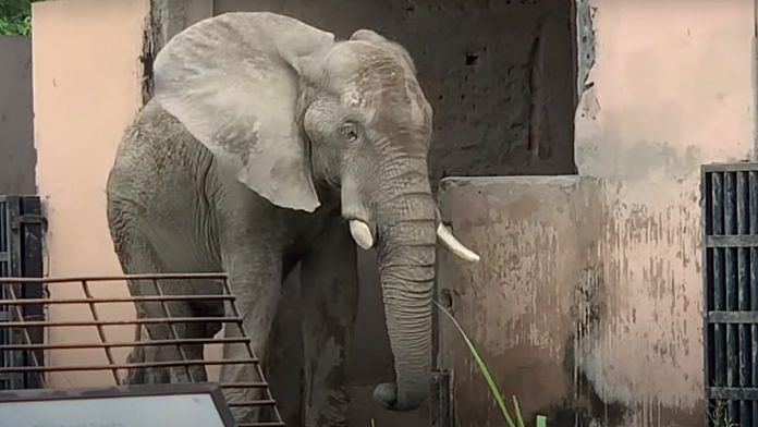 African elephant Shankar at Delhi zoo | YouTube @Youth For Animals