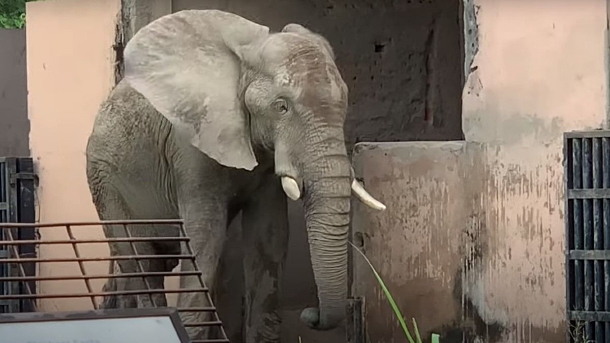 For love & freedom: Teen wages battle for lonely African elephant at