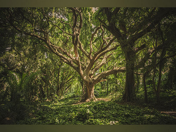 Study reveals oak tree thought to be extinct are now in immediate need of conservation