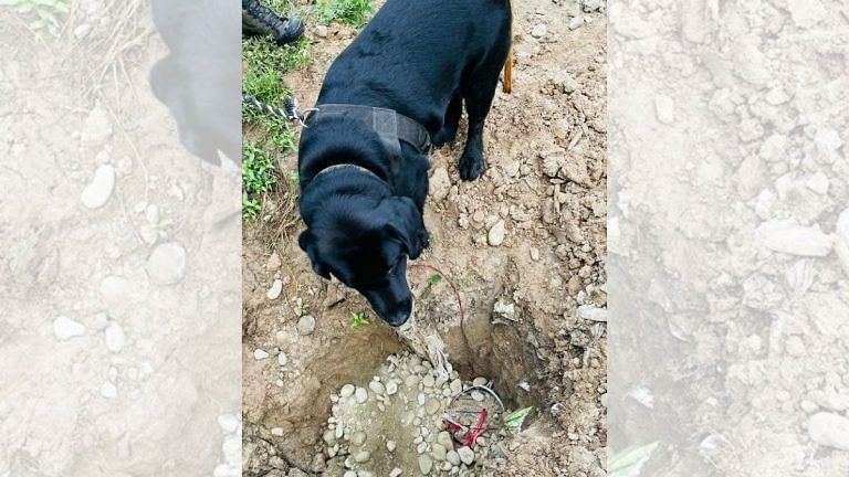 Army sniffer dog, soldier detect explosives on Srinagar-Baramulla highway, save ‘dozens of lives’