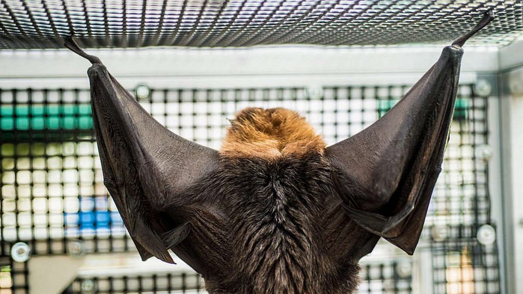 Representational image of a bat | US Department of Agriculture/Commons