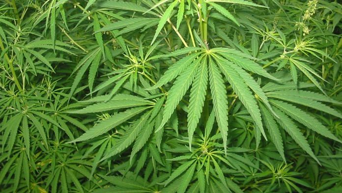 Representational image of cannabis plant | Commons