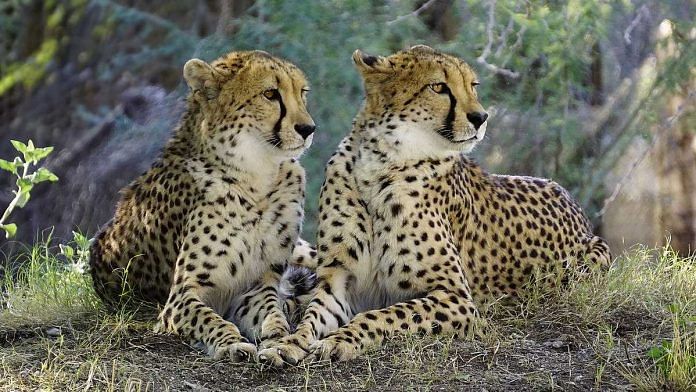 Representational photo of African cheetahs | Commons