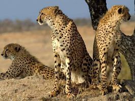 Representational image of African cheetahs | Commons