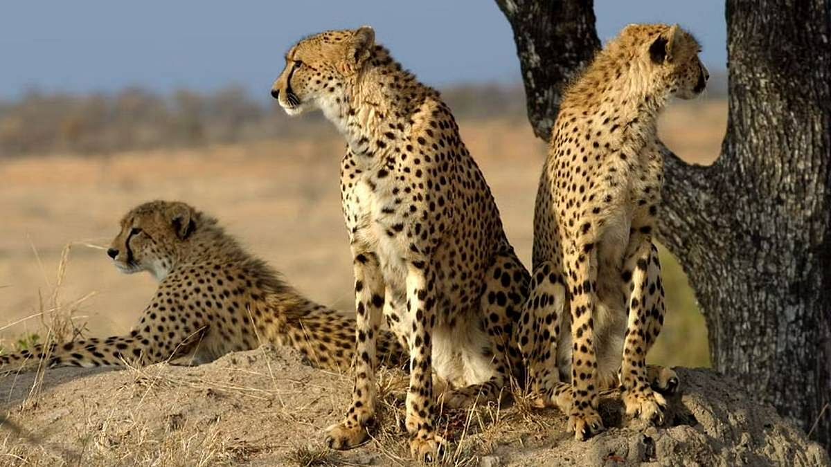How the cheetah, hunting ally of Mughals & 'vermin' for British Raj, went  extinct in India