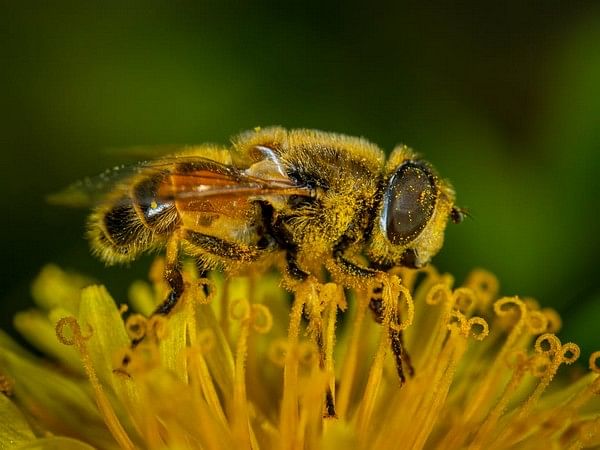 Bumblebees balance pain perception with pursuit of food