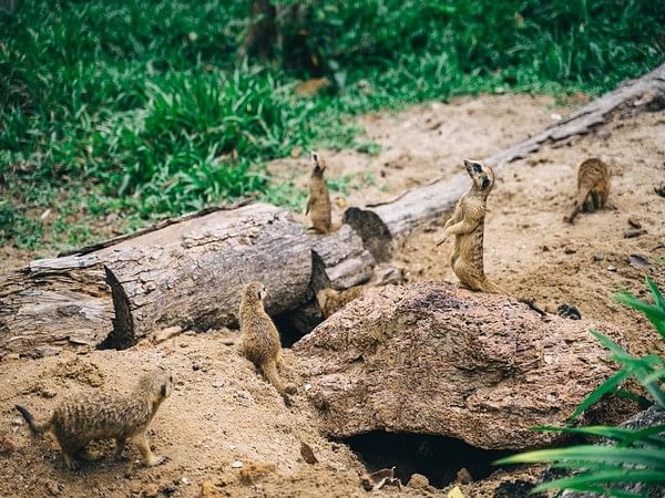 Study: Burrowing animals to recover after largest mass extinction