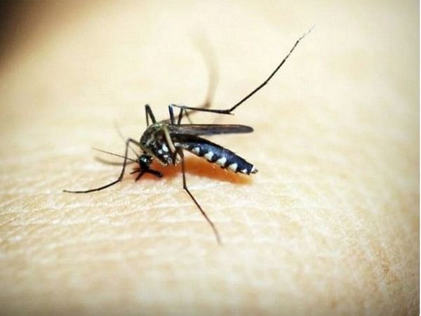 ICMR- VCRC develops bacteria-infected mosquitoes to control dengue strains 