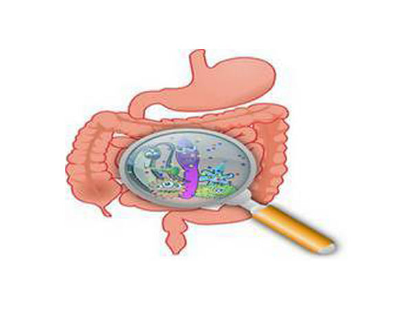 Do you know small intestinal microbiome prevents obesity and type 2 ...