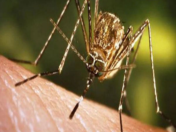 Japanese Encephalitis claims 3 more lives in Assam, death toll reaches 35