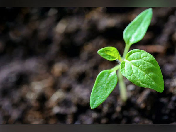 Research finds molecules that boost plant immunity