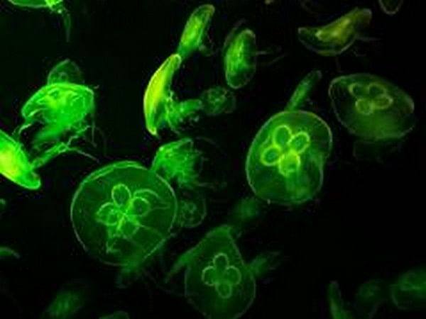 Wet regions harbor dangerous germs: Study