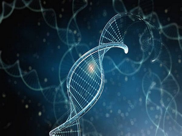 Scientists create synthetic DNA in order to examine 'architect' genes