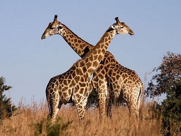 Study examines link between giraffe limb length and walking efficiency – ThePrint – ANIFeed