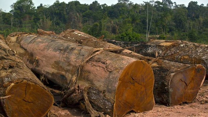 Representational image of cut logs | Photo: Dado Galdieri | Bloomberg