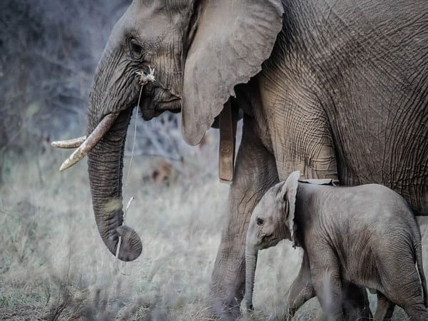 Elephant biomechanics suggests new approach for soft robotics