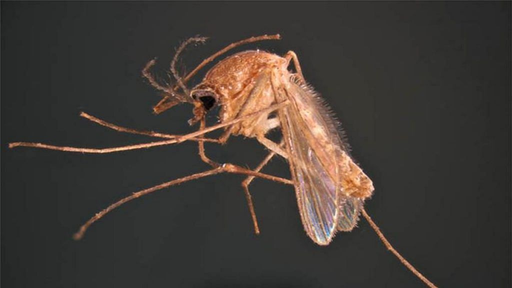 Culex quinquefasciatus, a type of mosquito, is the most efficient vector of lymphatic filariasis in India | Commons