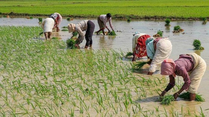 File photo of farmers planting paddy | PTI