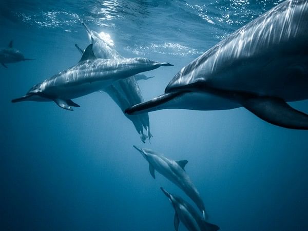 Large groups of southern fin whales documented in the Antarctic, after the  ban on whaling – ThePrint – ANIFeed