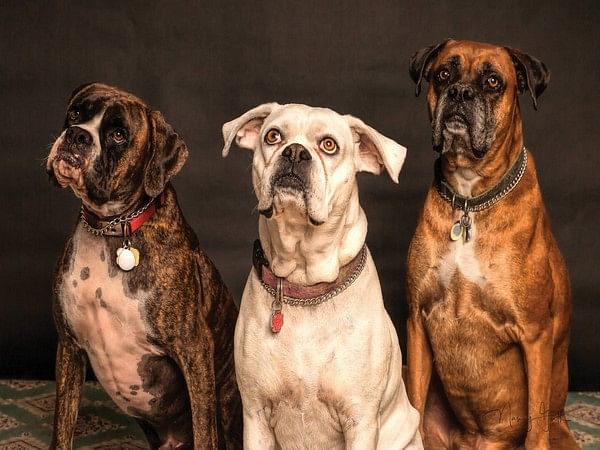 Researchers find dogs' sense of smell is linked to vision