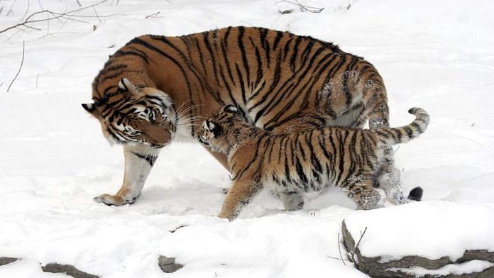 Siberian tigress with cub| Rawpixel