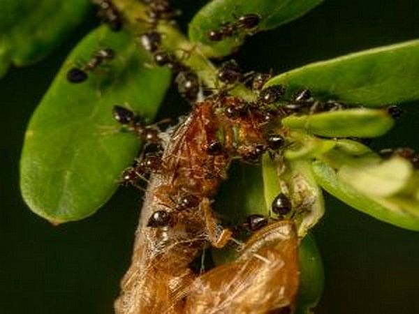 Study: Ant colonies' decision-making resembles that of neural networks