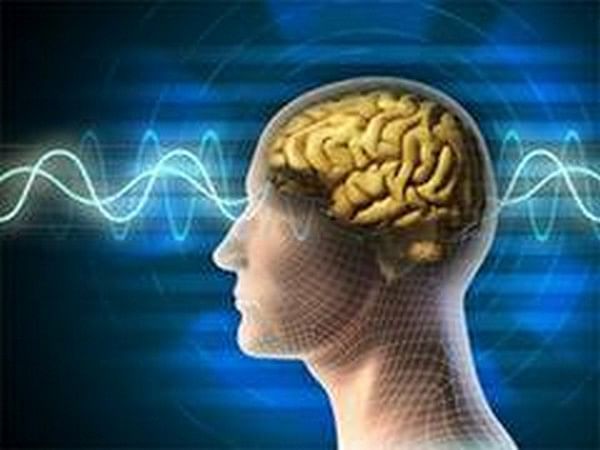 Research reveals working memory depends on cross-brain interactions