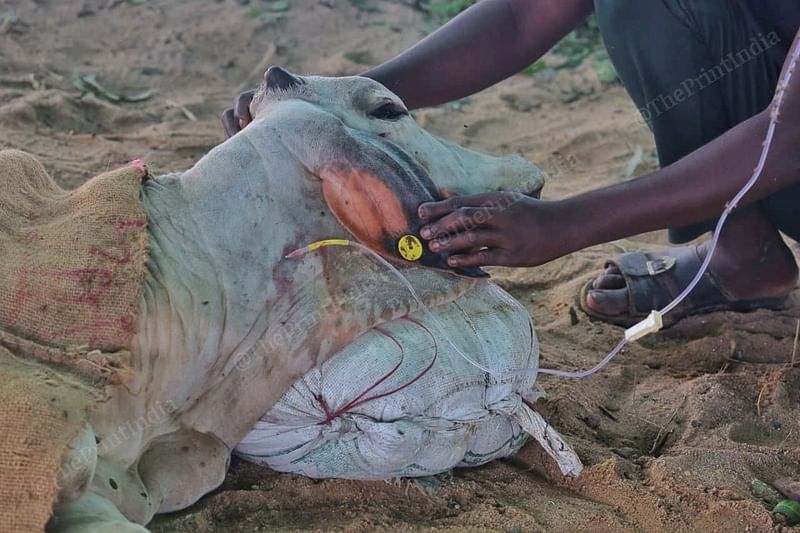  Local volunteers attend to an infected cow with saline drips at Gandhidham | Praveen Jain | ThePrint