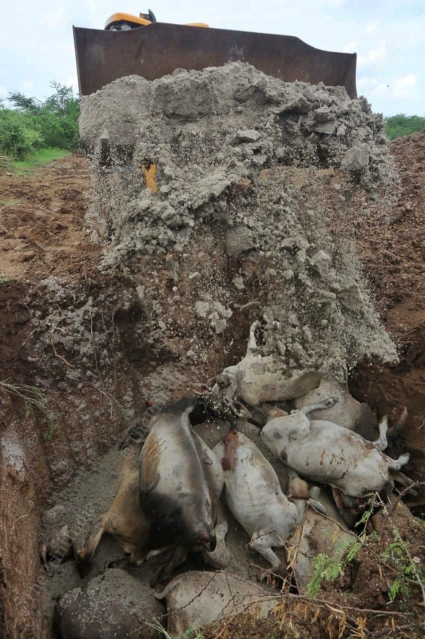 A mass grave of infected cattle being covered with salt near Gandhidham | Praveen Jain | ThePrint