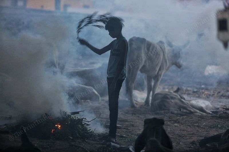 A young boy swats away flies and mosquitoes at a cattle camp | Praveen Jain | ThePrint