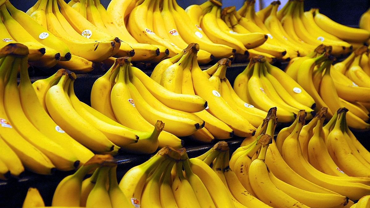The banana is in danger. Nuclear tech can save it