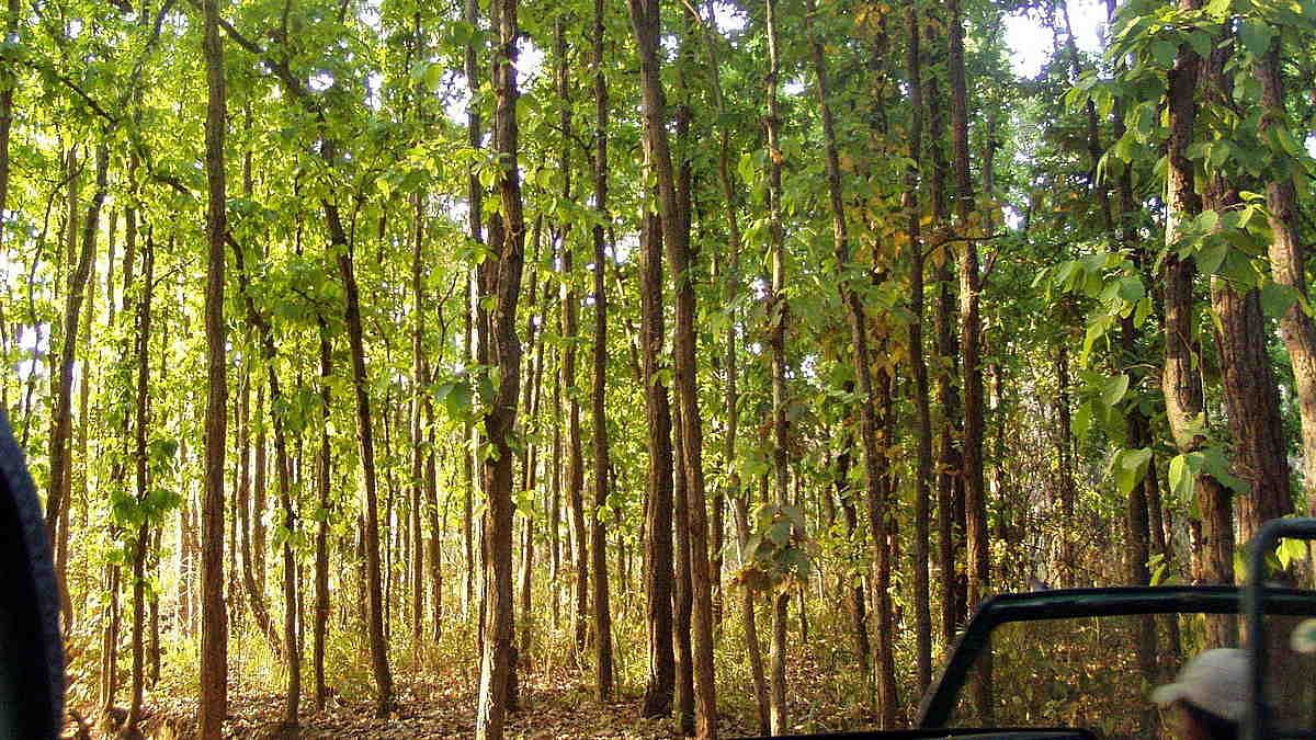 what-is-the-status-of-forest-cover-in-india