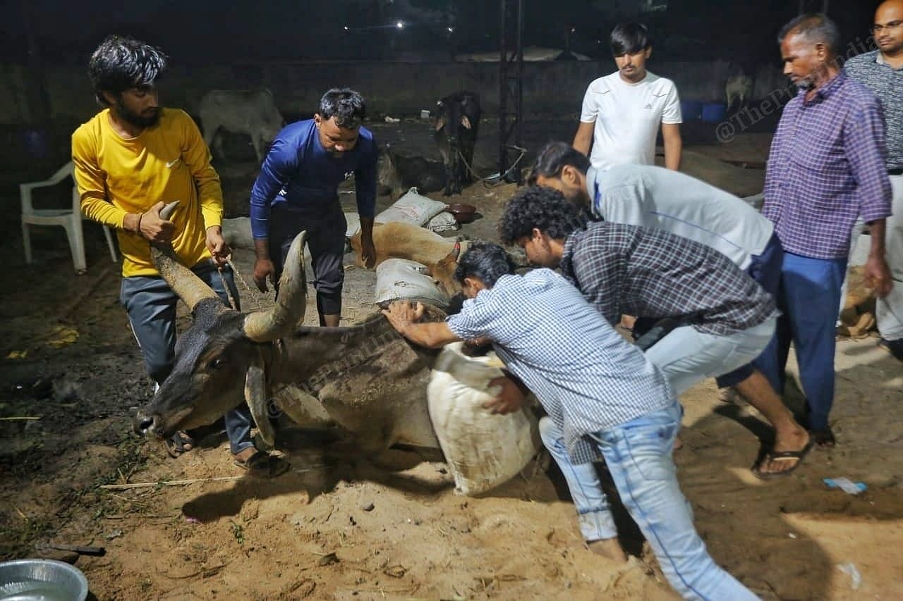 Gaurakshaks carry a diseased cow to a more comfortable spot at Gandhidham | Praveen Jain | ThePrint