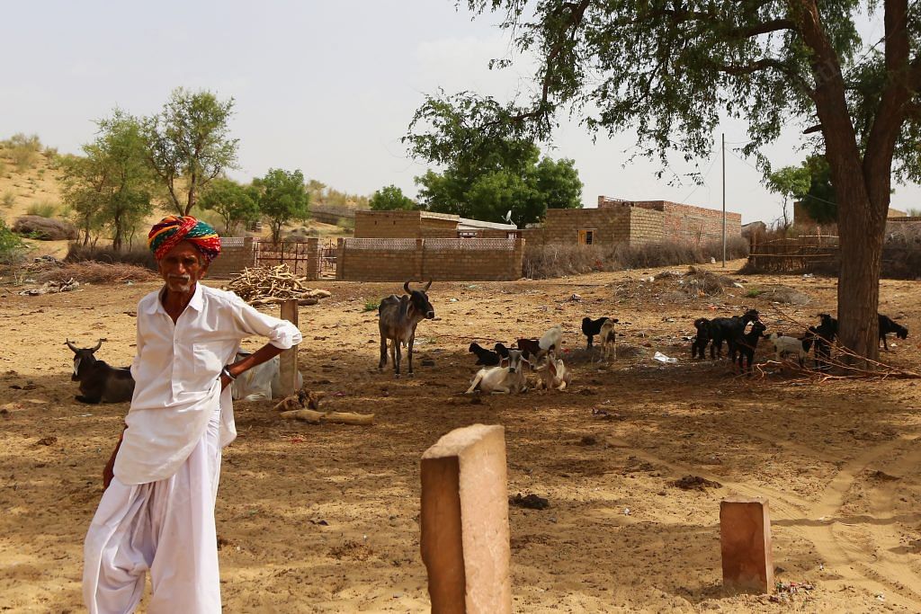 Cattle roam in the village of Kumharon Ka Teebba | Manisha Mondal/ThePrint