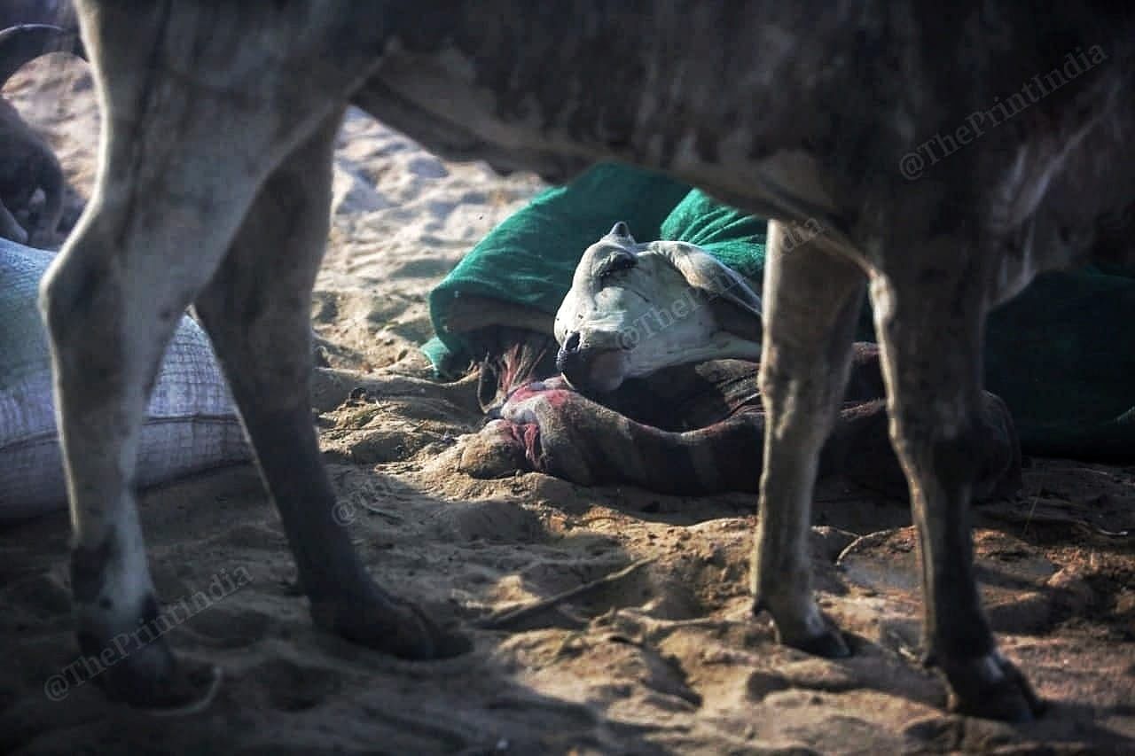 An infected calf at the Gandhidham cattle camp | Praveen Jain | ThePrint