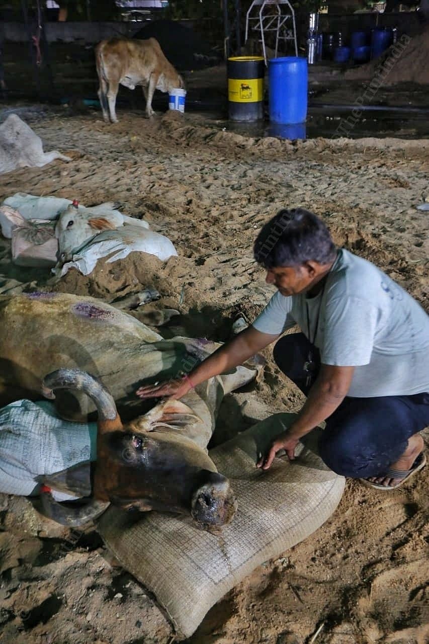 Gaurakshak soothing a dying cow at Gandhidham | Praveen Jain | ThePrint
