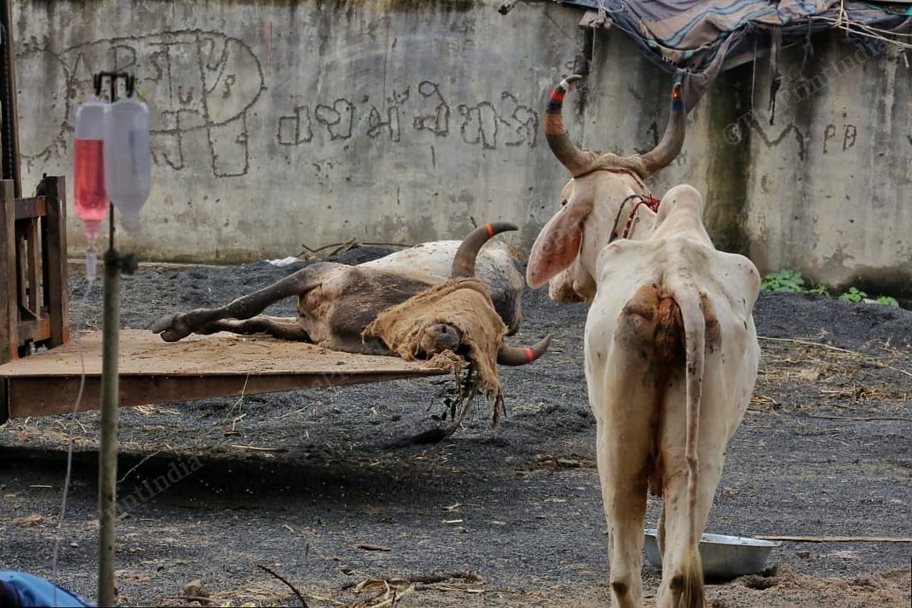 A cow that succumbed to the lumpy cow disease being taken away for burial, as it's infected companion looks on at Gandhidham | Praveen Jain | ThePrint