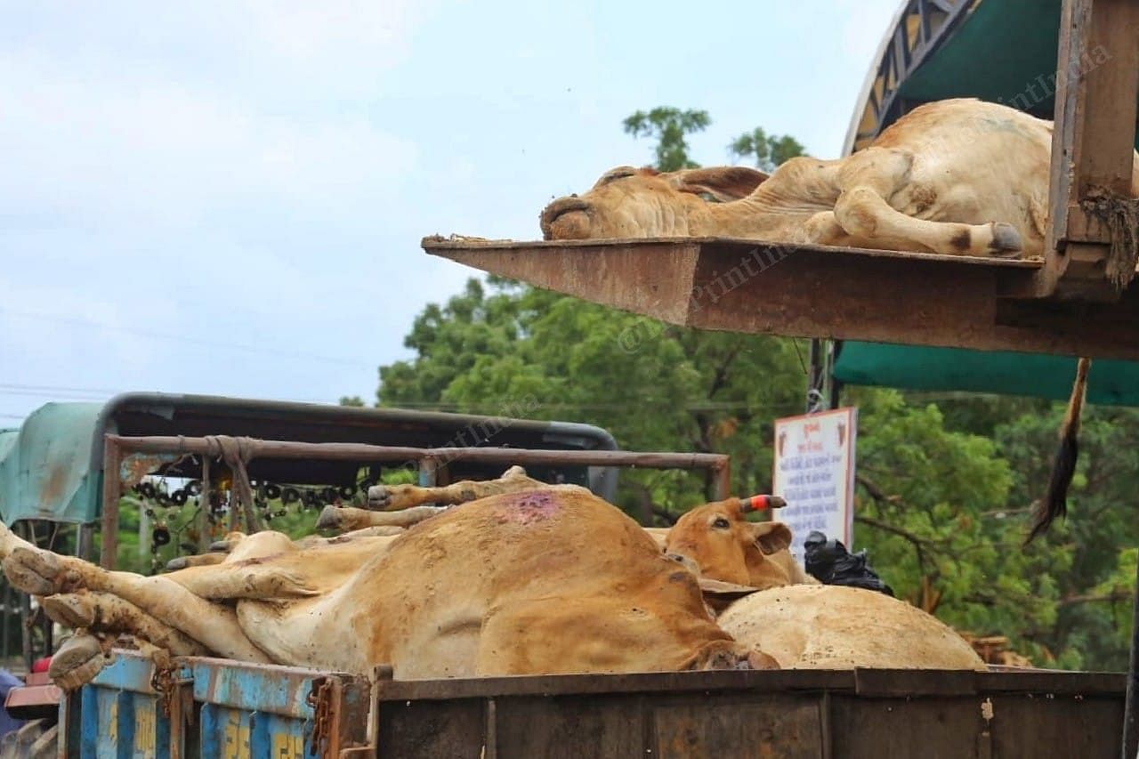 Cattle killed by the lumpy skin disease being loaded in tractors for mass burial at Gandhidham | Praveen Jain | ThePrint