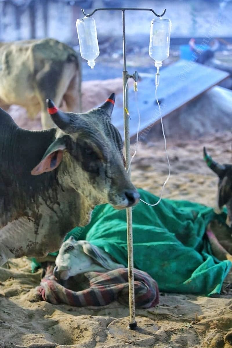 Ailing cattle on saline drips wait for treatment -- or death at Gandhidham's cattle camp | Praveen Jain | ThePrint