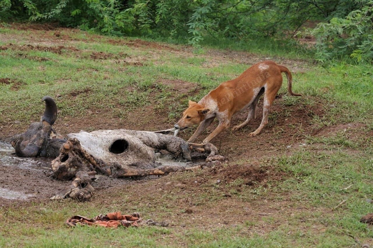 Dog eating dead cow thrown by local administration at the Kandla Gandhidham, coastal line | Praveen Jain | ThePrint