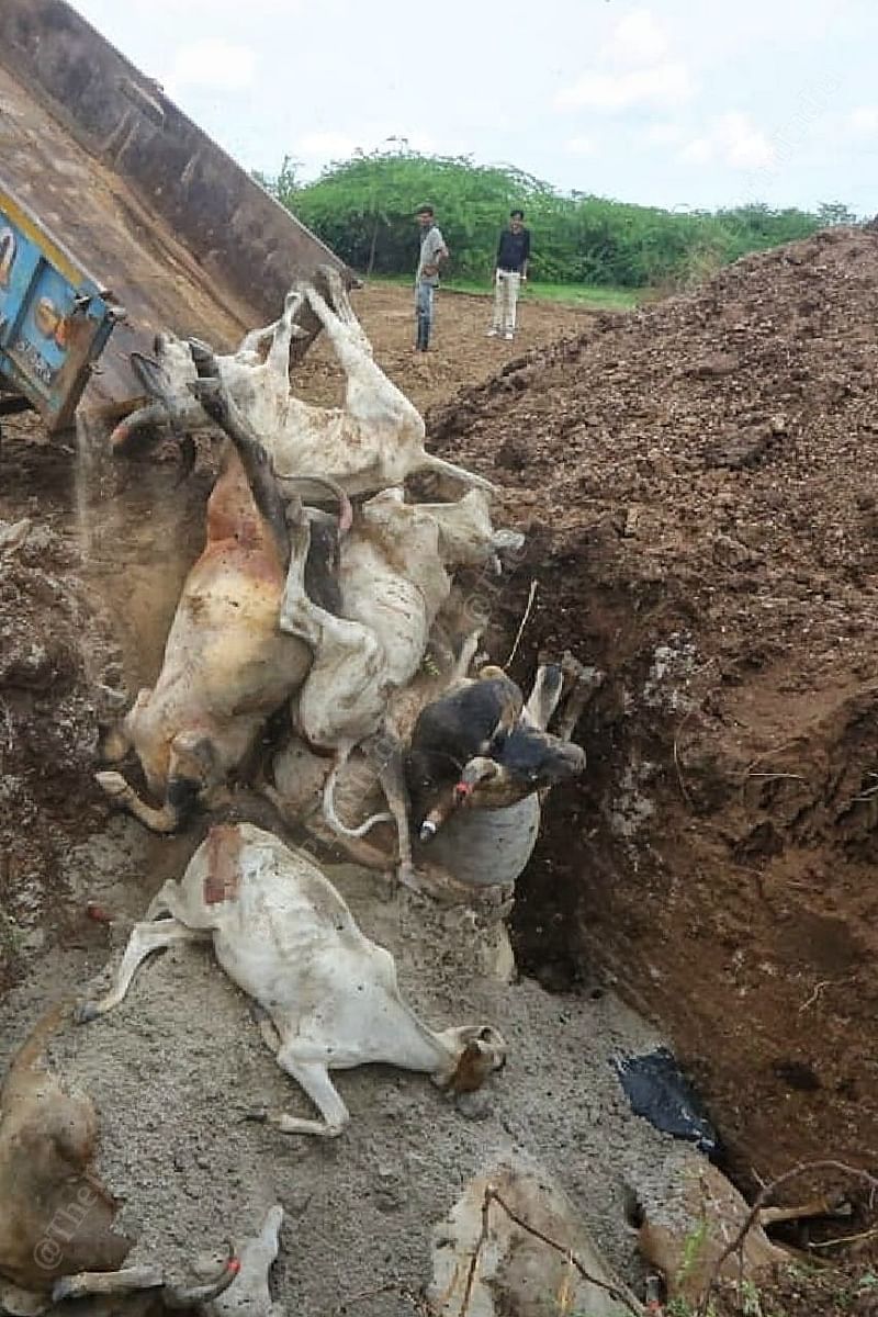 Dead bodies of cows succumbing to lumpy skin disease being dumped in a mass grave near Gandhi Dham | Praveen Jain | ThePrint