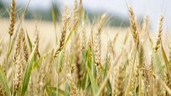 Russia may reduce its grain export plan this year: Agriculture Ministry