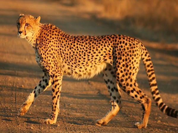 Centre undertakes Project Cheetah to re-establish endangered species in its historical range in India