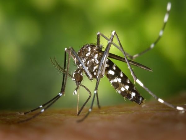 Study: Mosquitoes possess bizarre sense of smell
