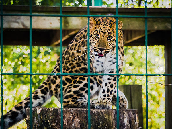 SC dismisses PIL against establishment of zoo in Gujarat's Jamnagar